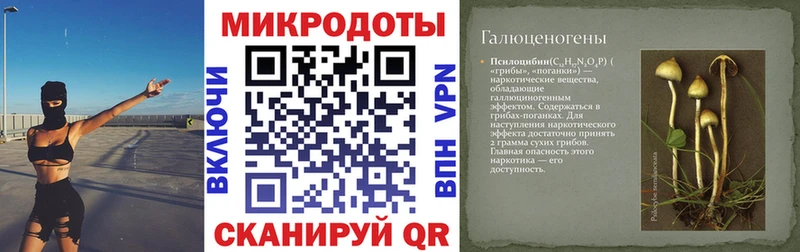где можно купить наркотик  Рошаль  Галлюциногенные грибы Psilocybine cubensis 